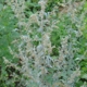 Artemisia sp. 01