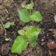 Betula davurica = B. nigra