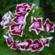 Dianthus barbatus 09
