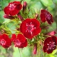 Dianthus barbatus 10