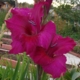 Gladiolus 'AIRBORNE'