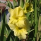 Gladiolus 'GREEN WITH ENVY'
