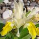 Iris bucharia