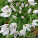 Allium neapolitanum image ©http://a.gerard4.free.fr