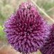 Allium sphaerocephalon L. image ©http://www.broadleighbulbs.co.uk