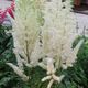 Astilbe chinensis 'DIAMONDS AND PEARLS' image ©http://www.plantspotters.com