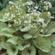 Brunnera macrophylla 'MR. MORSE' image ©http://www.parkseed.com