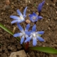 Chionodoxa forbesii image ©http://www.floralimages.co.uk