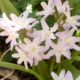 Chionodoxa luciliae 'PINK GIANT' image ©http://home.quicknet.nl