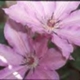 Clematis 'JOAN PICTON' image ©http://www.cohlmia.com