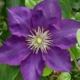 Clematis 'LADY BETTY BALFOUR' image ©http://www.gardenvines.com