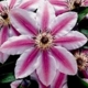 Clematis 'NELLY MOSER' image ©http://www.about-garden.com