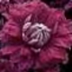 Clematis 'PURPUREA PLENA ELEGANS' image ©http://www.gardenaction.co.uk