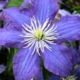 Clematis 'RHAPSODY' image ©http://www.central-jardin.be