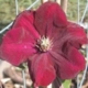 Clematis 'ROUGE CARDINAL' image ©http://www.clematisnursery.com.au