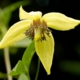 Clematis serratifolia image ©http://www.floralimages.co.uk