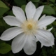 Clematis 'WADA'S PRIMROSE'/'MANSHUU KI' image ©http://www.plantshop.be