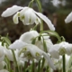 Galanthus 'FLORE PLENO'/'DOUBLE SNOWDROPS' image ©http://www.paulashford.co.nz