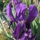 Iris aphylla image ©http://www.badbear.com
