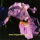 Iris sibirica 'AQUA WHISPERS' image ©http://www.irisgarden.net
