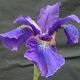 Iris sibirica 'DARK DESIRE' image ©http://www.dorset-perennials.co.uk