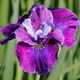 Iris sibirica 'ROARING JELLY' image ©http://davesgarden.com