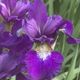 Iris sibirica 'RUFFLED VELVET' image ©http://www.waltersgardens.com
