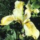 Iris aphylla image ©http://skazka.nsk.ru