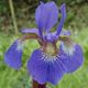 Iris sibirica 'BLUE KING' image ©http://www.dorset-perennials.co.uk
