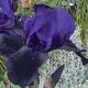 Iris TB 'BLACK SWAN' image ©http://www.bethchatto.co.uk